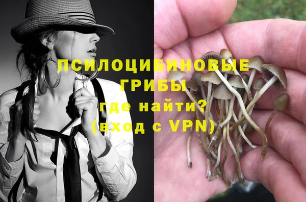 стаф Алзамай